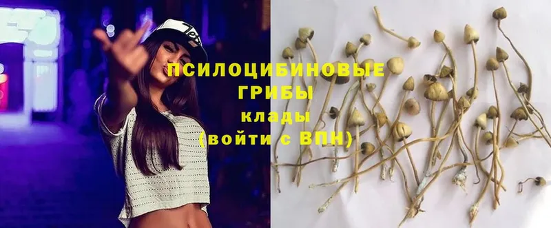 мега маркетплейс Сафоново Галлюциногенные грибы мицелий